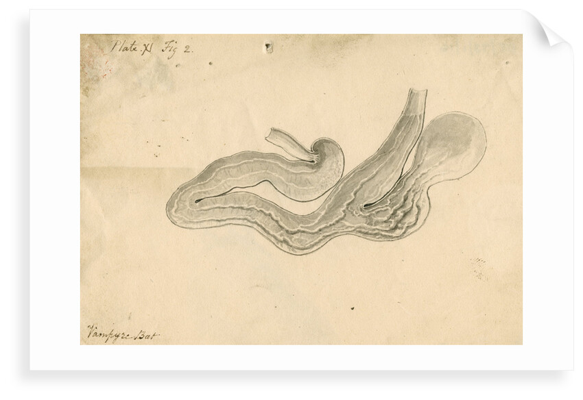 'Vampyre bat [stomach]' by William Clift