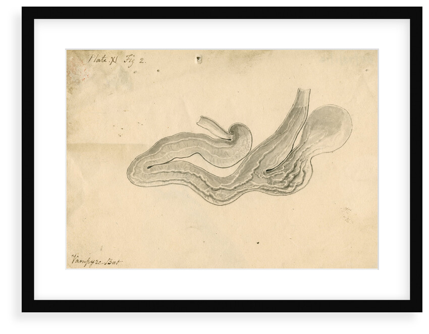 'Vampyre bat [stomach]' by William Clift