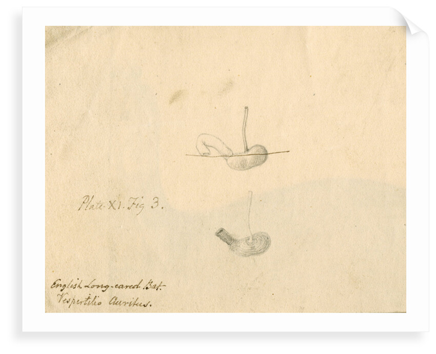 'English long-eared bat [stomach]...' by William Clift