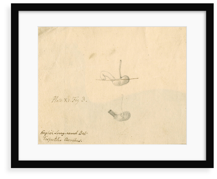 'English long-eared bat [stomach]...' by William Clift