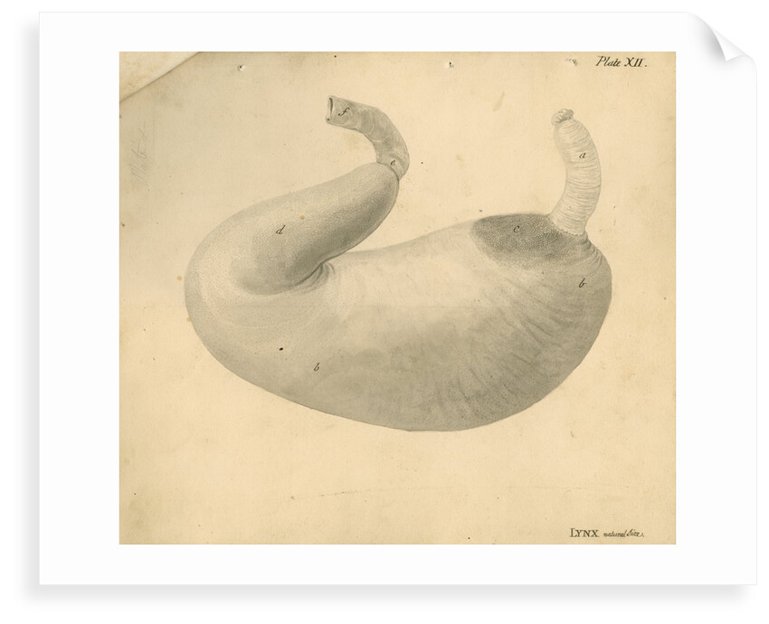 'Lynx [stomach]' by William Clift