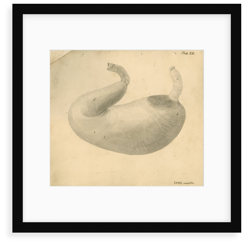 'Lynx [stomach]' by William Clift