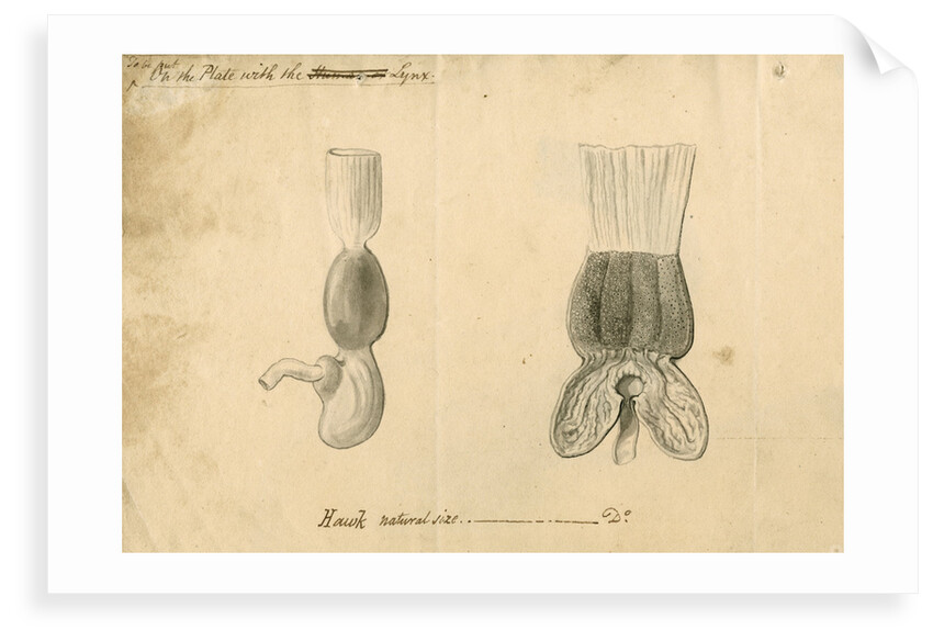 'Hawk [stomach]' by William Clift