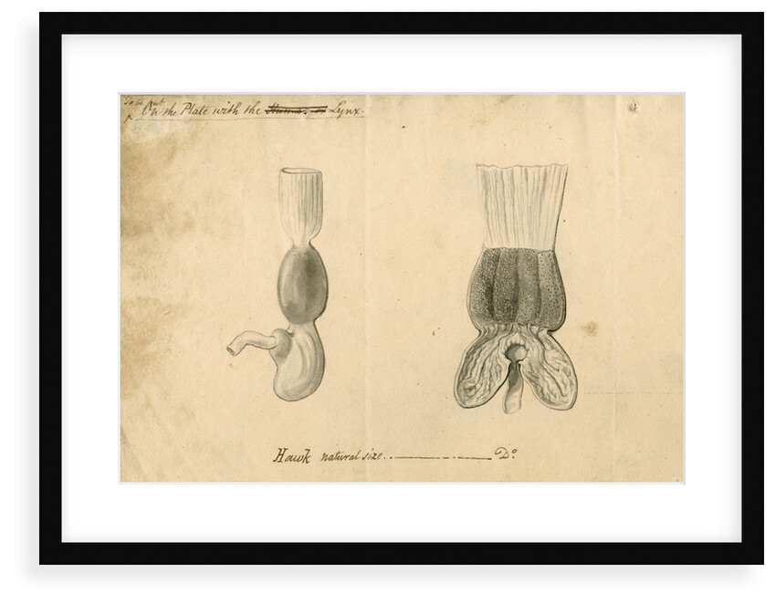 'Hawk [stomach]' by William Clift