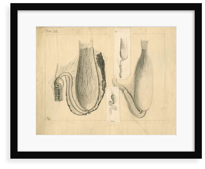 Stomachs of viper, frog, turtle and blue shark by William Clift