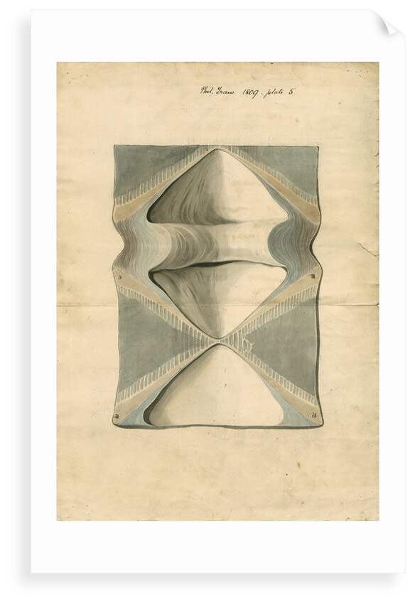 Vertebrae of Squalus maximus [Basking shark] by William Clift