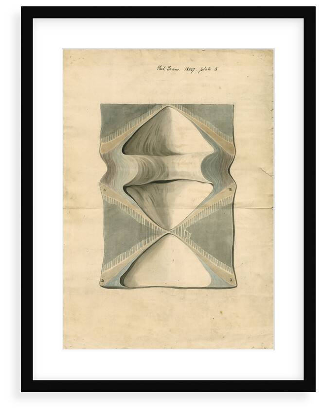 Vertebrae of Squalus maximus [Basking shark] by William Clift