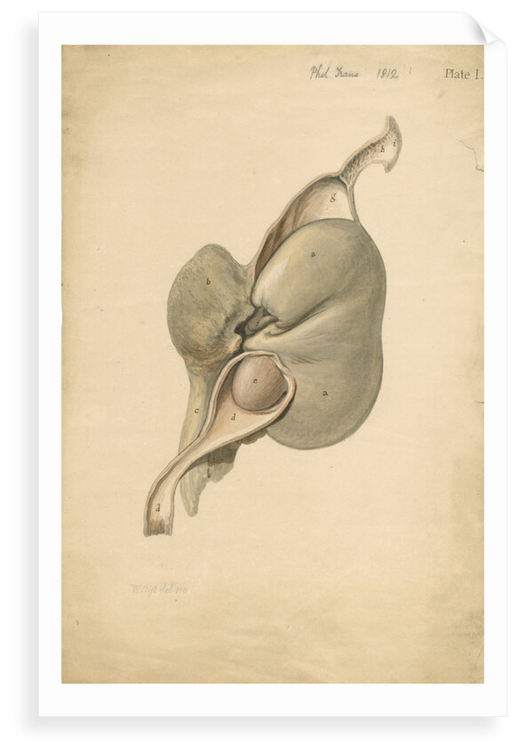 Anatomy of hearing in Balaena mysticetus [Bowhead whale] by William Clift