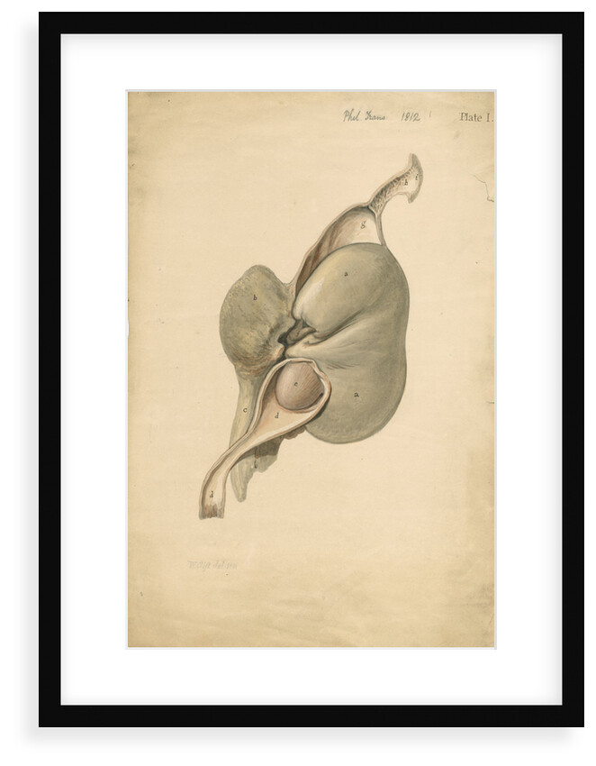 Anatomy of hearing in Balaena mysticetus [Bowhead whale] by William Clift