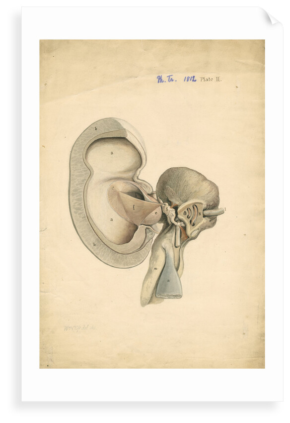 Auditory structures in Balaena mysticetus [Bowhead whale] by William Clift