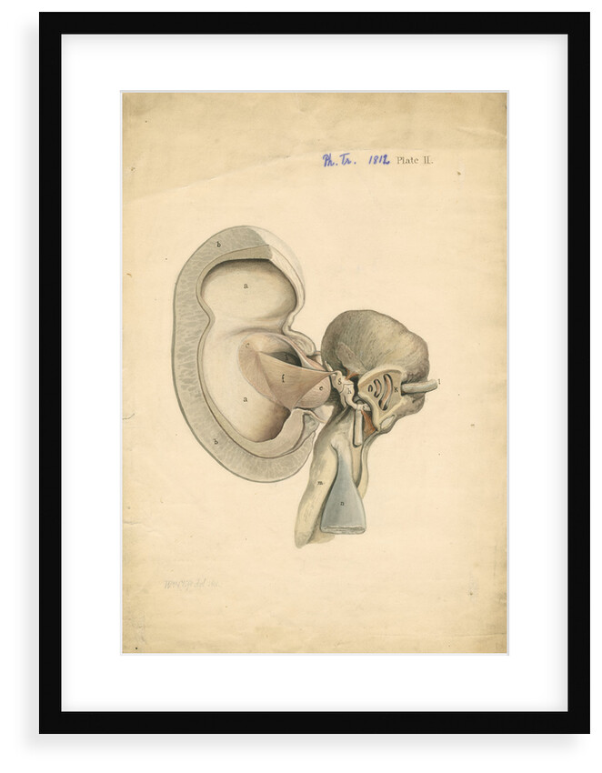 Auditory structures in Balaena mysticetus [Bowhead whale] by William Clift