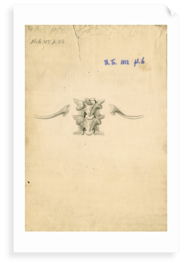 Vertebrae and ribs of a boa constrictor by William Clift