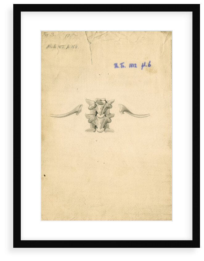 Vertebrae and ribs of a boa constrictor by William Clift