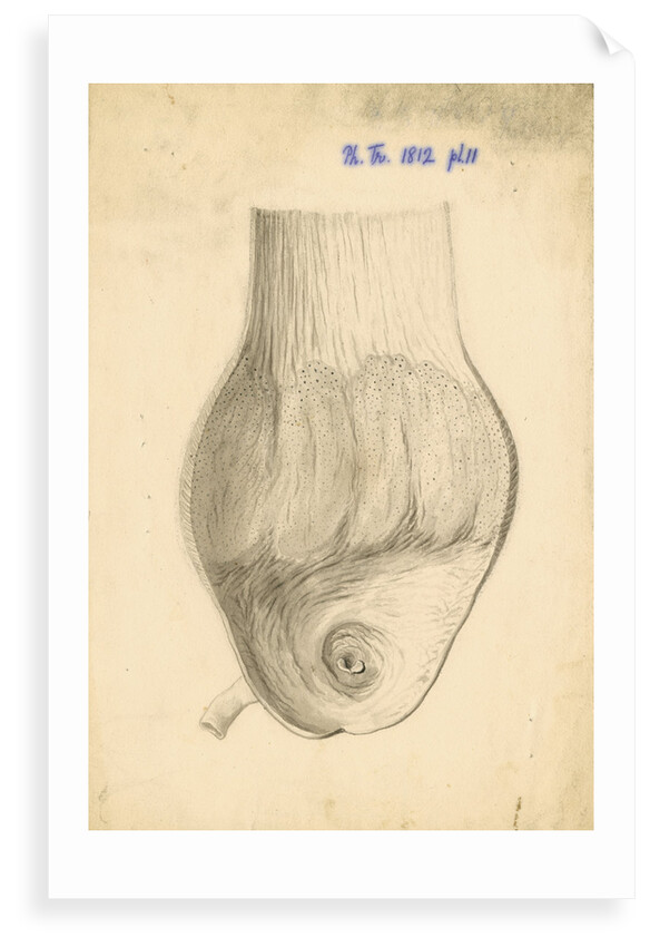 'gizzard of the Soland goose...' by William Clift