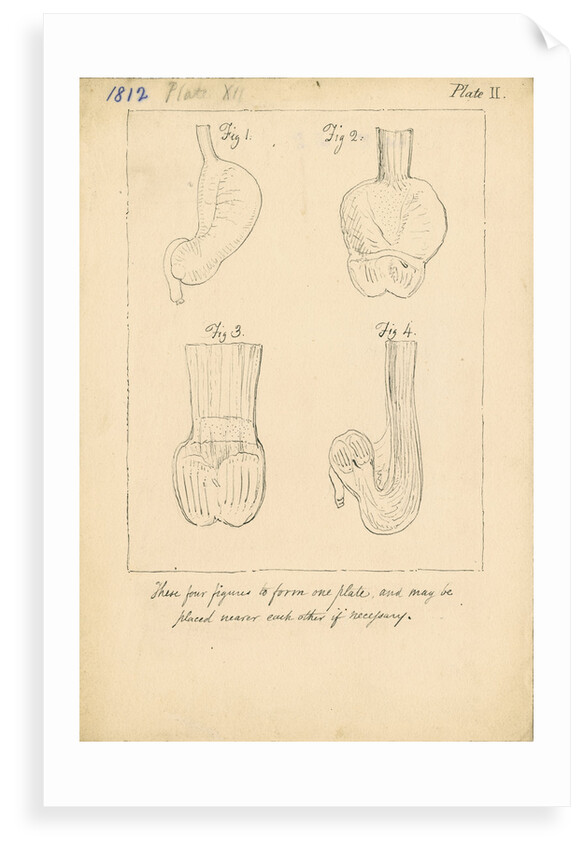 Cardiac cavities and gizzards of birds by William Clift