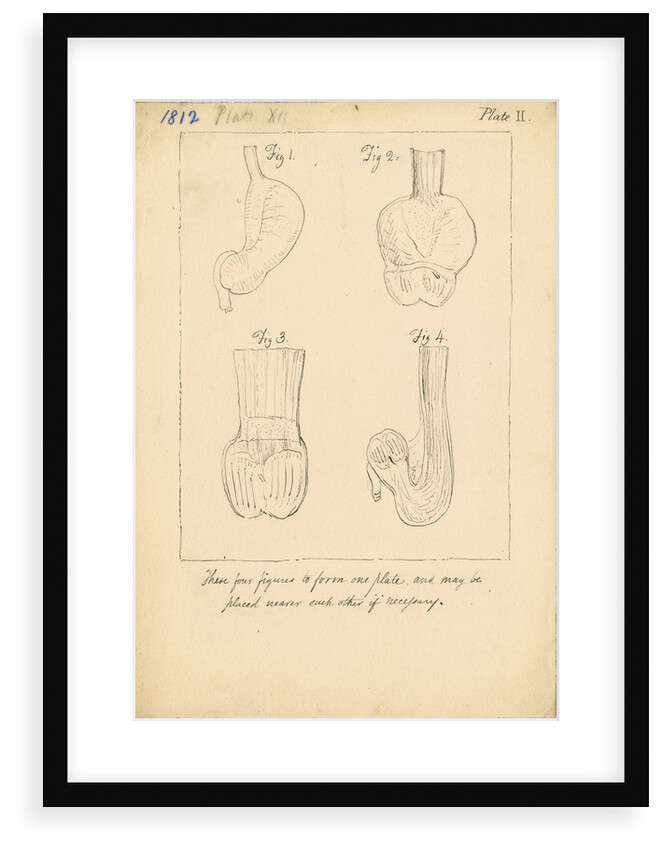 Cardiac cavities and gizzards of birds by William Clift