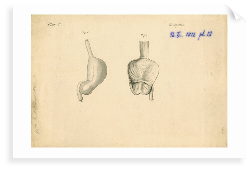 'Woodpecker [gizzard]' by William Clift