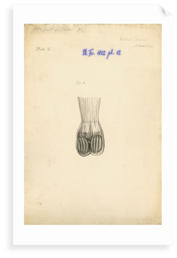 'Larus canus [Common gull gizzard]' by William Clift