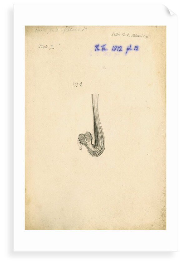 'Little auk [gizzard]' by William Clift
