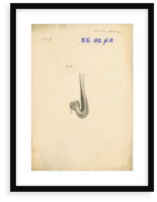 'Little auk [gizzard]' by William Clift