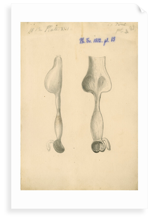 'Parrot [gizzard]' by William Clift