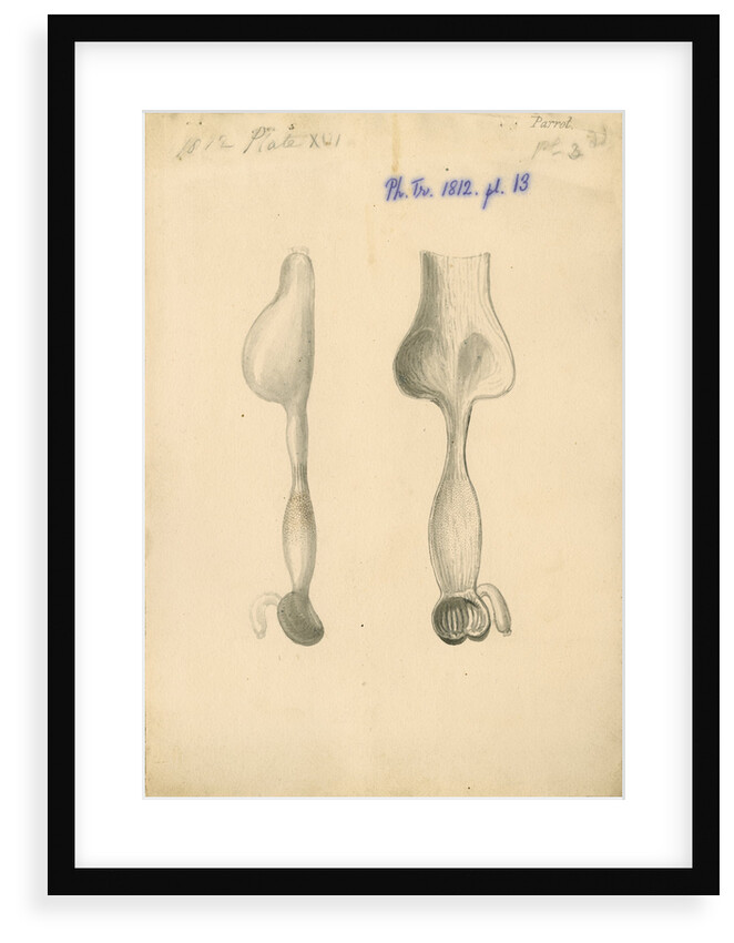 'Parrot [gizzard]' by William Clift