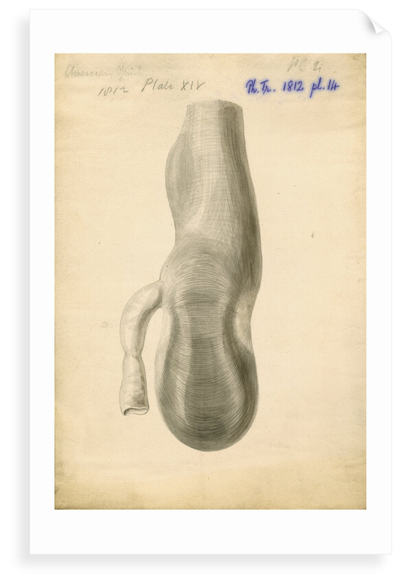 American ostrich [Rhea gizzard] by William Clift