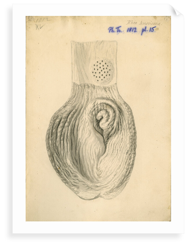 'Rhea americana [gizzard]' by William Clift