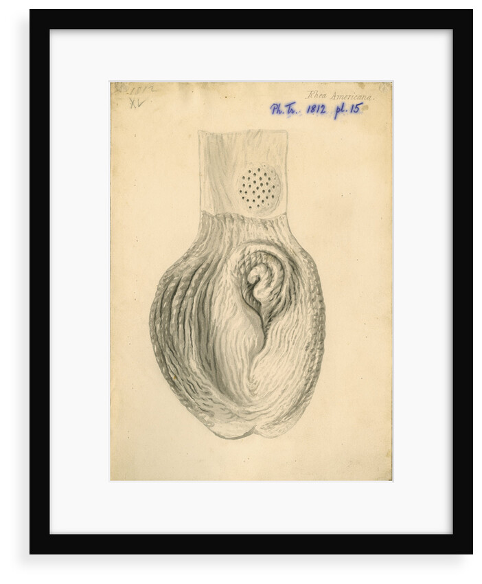 'Rhea americana [gizzard]' by William Clift