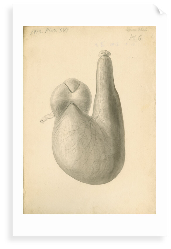 'African ostrich [gizzard]' by William Clift