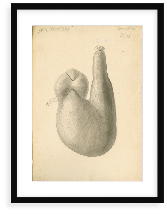 'African ostrich [gizzard]' by William Clift