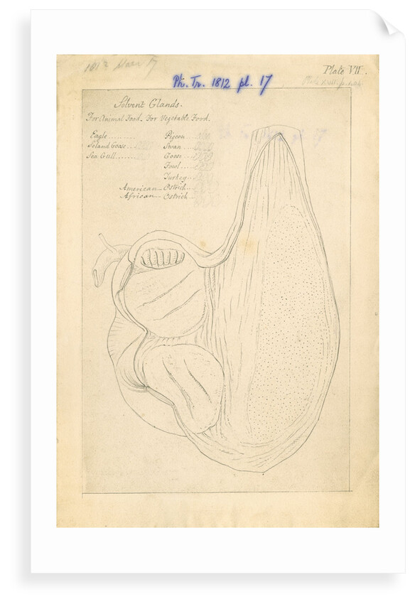 'African ostrich [gizzard]' by William Clift