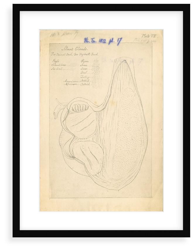 'African ostrich [gizzard]' by William Clift