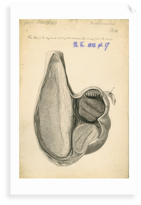 'Struthio camelus [African ostrich gizzard]' by William Clift