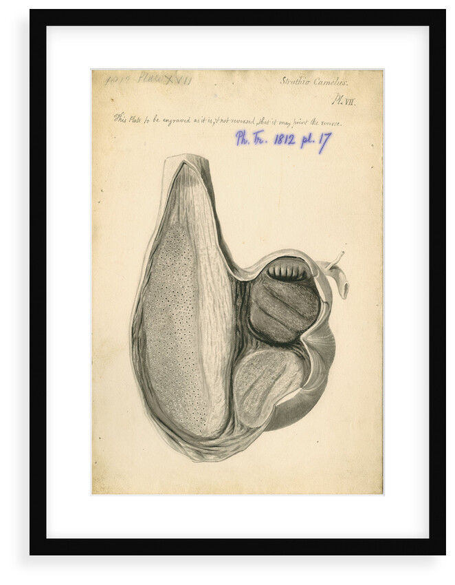 'Struthio camelus [African ostrich gizzard]' by William Clift