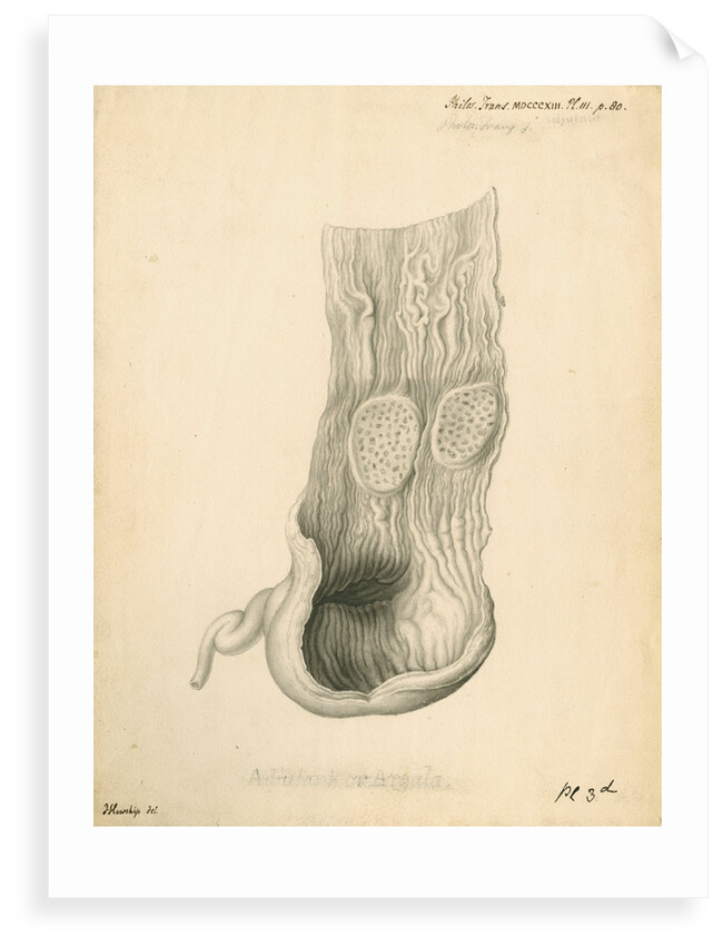 'Adjutant or Argala' [gizzard] by John Howship