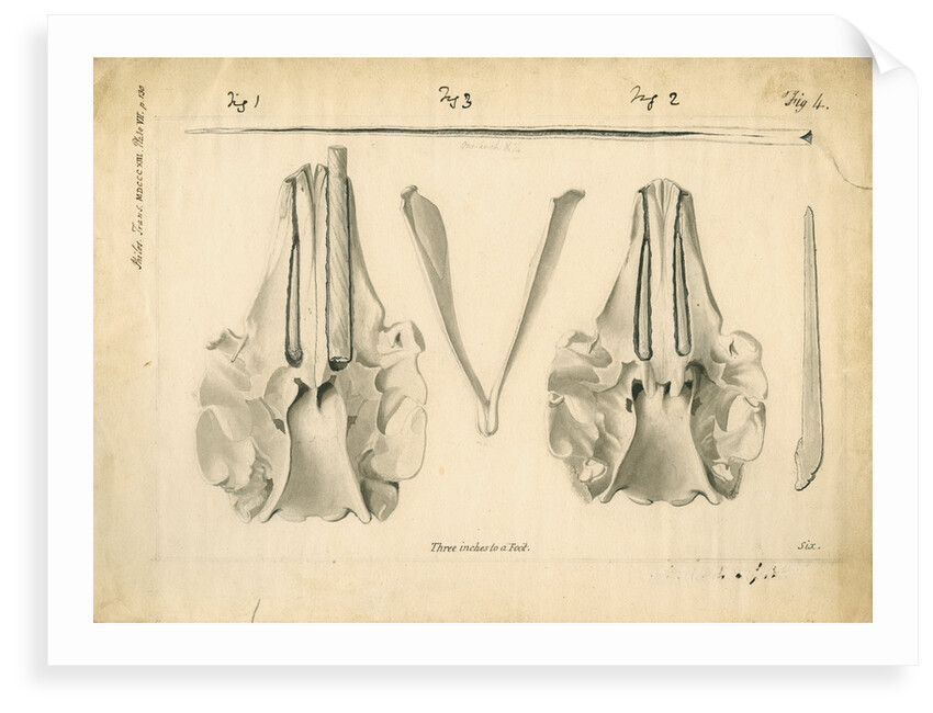Narwhal skulls and tusks by Anonymous