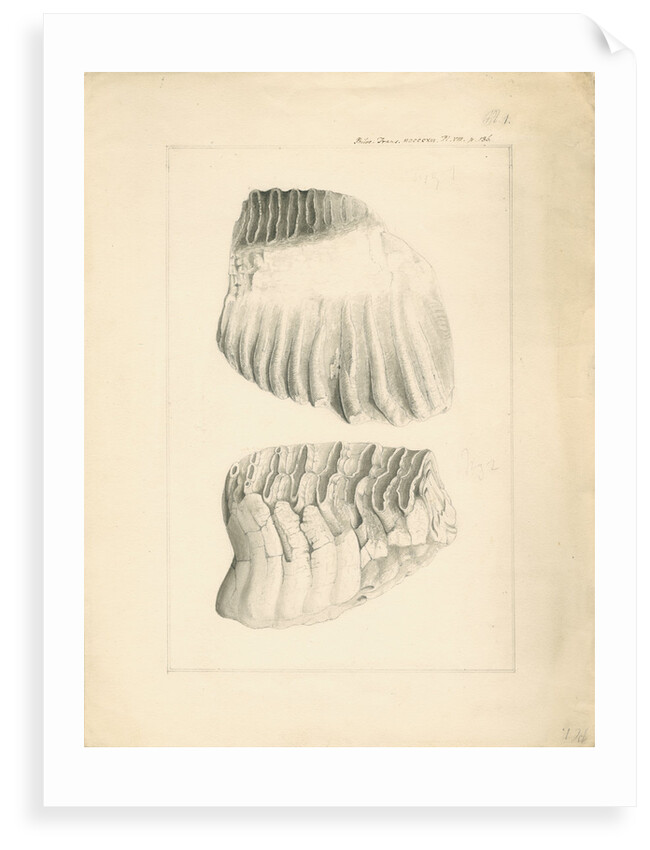 Fossil elephant grinding teeth by Anonymous