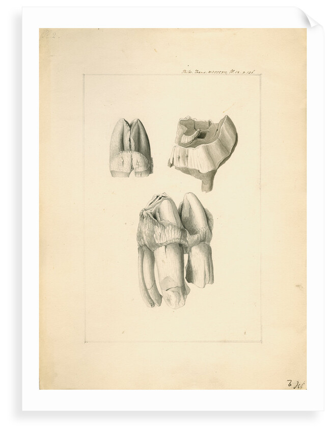 Fossil hippopotamus grinding teeth by Anonymous