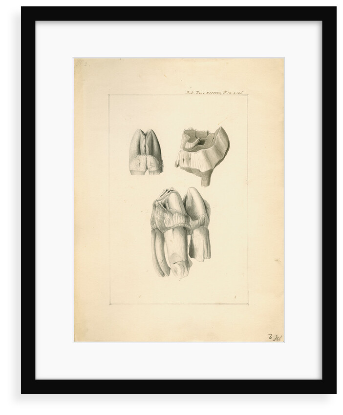 Fossil hippopotamus grinding teeth by Anonymous