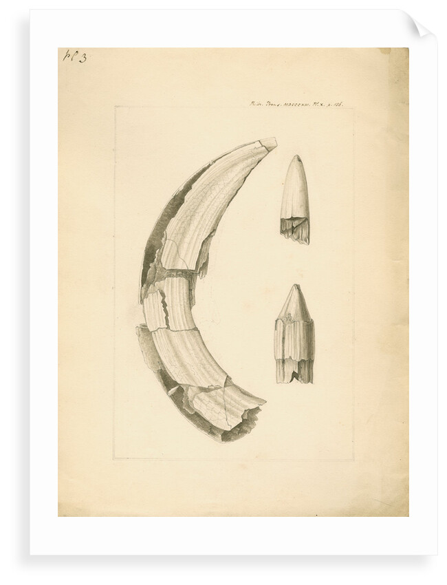 Fossil hippopotamus tusk and tooth by Anonymous