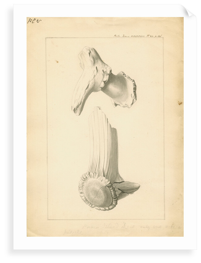 Fossil deer horns by Anonymous