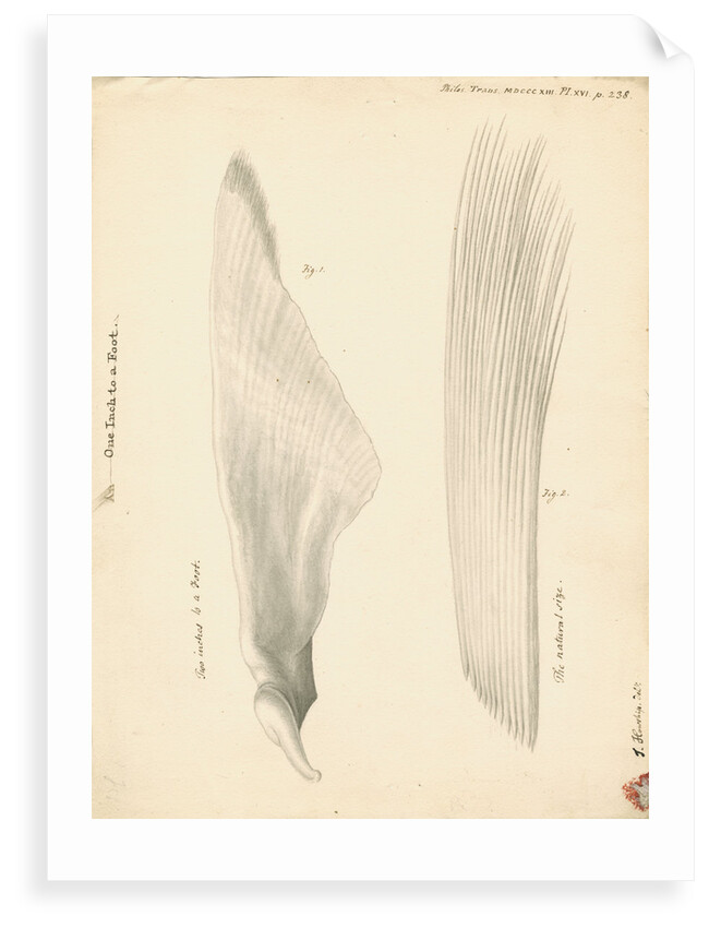 Pectoral fin of the Squalus maximus [Basking shark] by John Howship