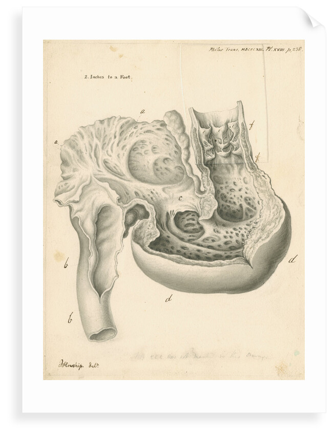 Heart of the Squalus maximus [Basking shark] by John Howship