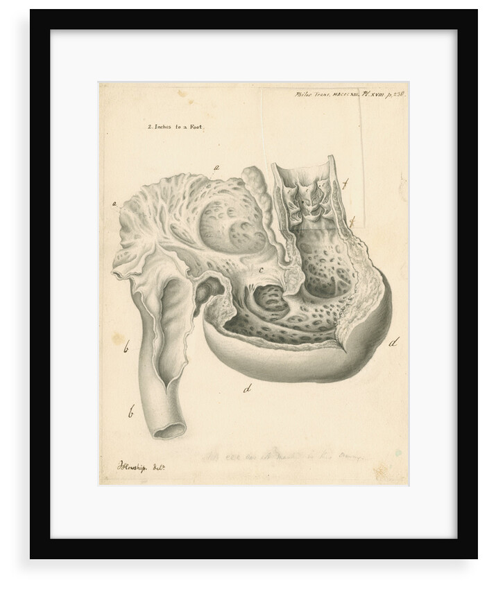 Heart of the Squalus maximus [Basking shark] by John Howship