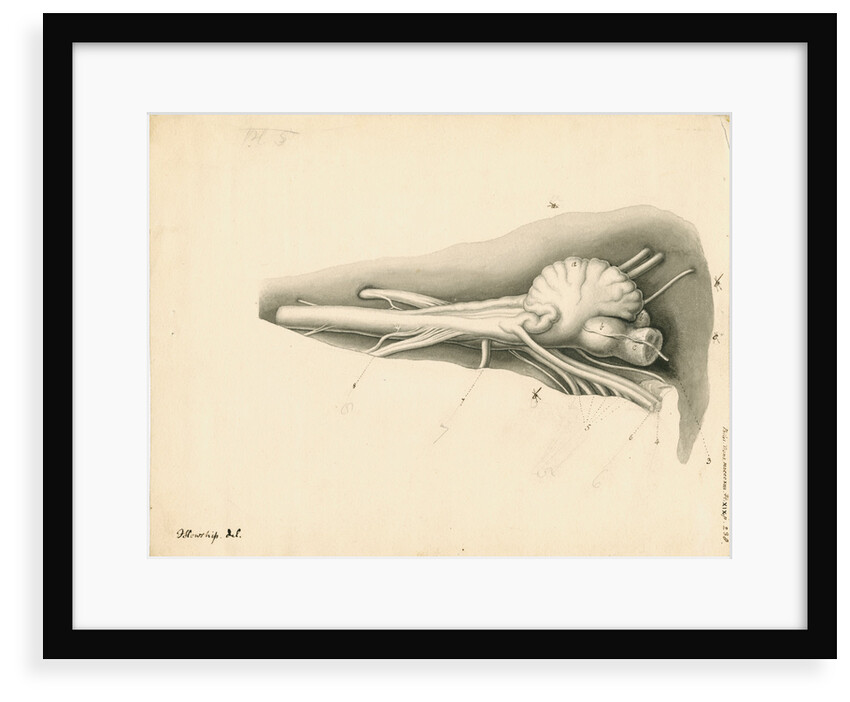 Cerebellum of the Squalus maximus [Basking shark] by John Howship