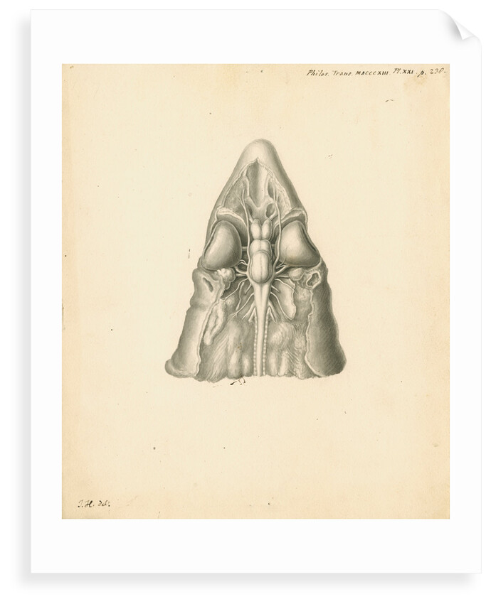 Cerebellum of the Squalus acanthias [Spiny dogfish] by John Howship