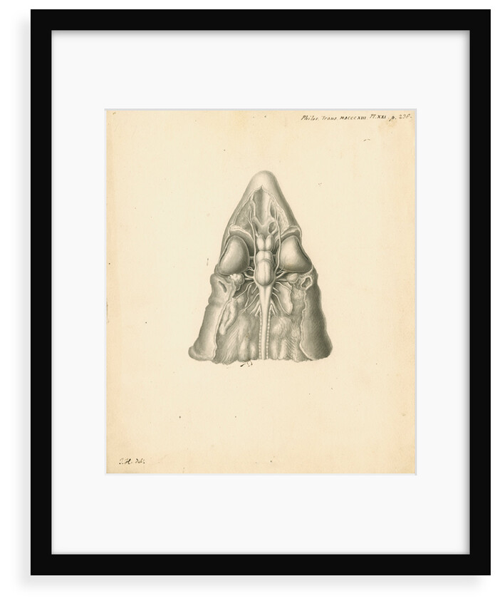 Cerebellum of the Squalus acanthias [Spiny dogfish] by John Howship