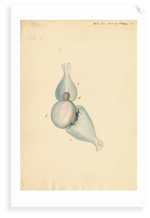 Heart of Lophius piscatorius [Angler fish] by William Clift
