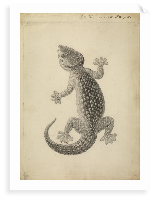 Lacerta gecko by William Clift
